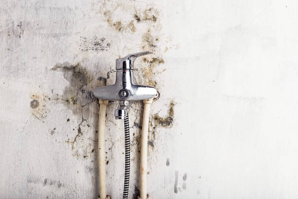 Best Mold Remediation Experts  in Mentor, OH