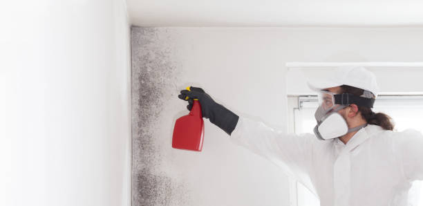 Best Black Mold Removal  in Mentor, OH