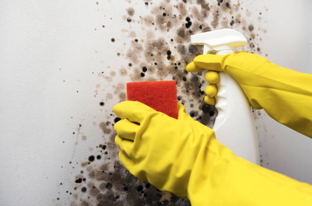 Best Mold Removal Specialists  in Mentor, OH