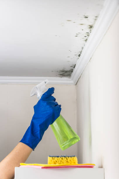 Best Professional Mold Removal  in Mentor, OH