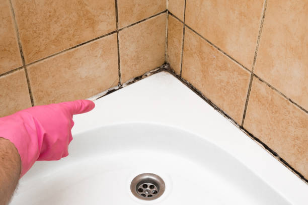 Best Commercial Mold Removal  in Mentor, OH